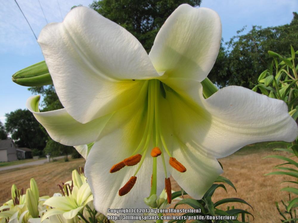 Photo of Lily (Lilium 'Ice Follies') uploaded by Roosterlorn