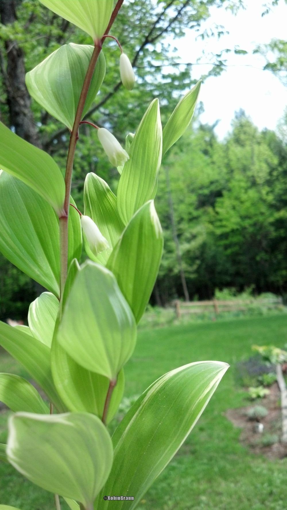 Photo of Solomon's Seal (Polygonatum) uploaded by arejay59