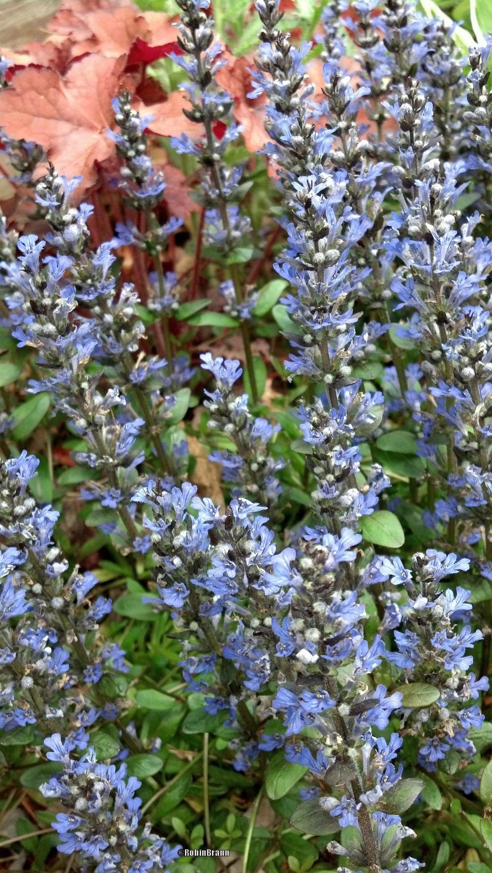 Photo of Bugleweed (Ajuga reptans) uploaded by arejay59