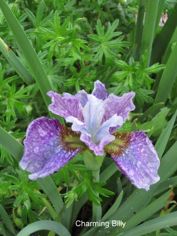 Photo of Siberian Iris (Iris 'Charming Billy') uploaded by ge1836