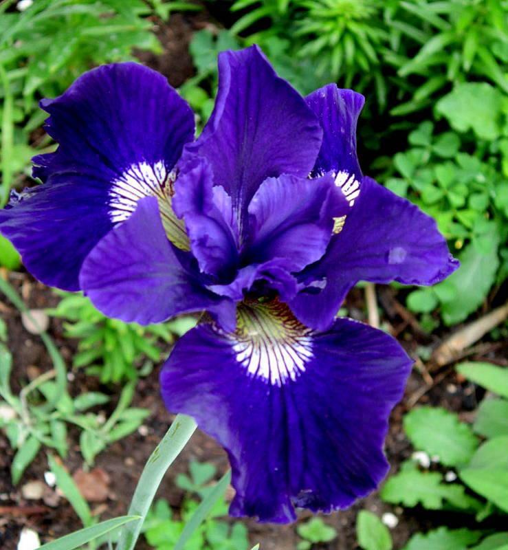 Photo of Irises (Iris) uploaded by ge1836