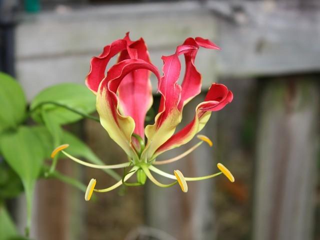 Photo of Flame Lily (Gloriosa) uploaded by gingin