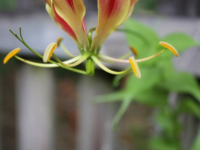 Photo of Flame Lily (Gloriosa) uploaded by gingin