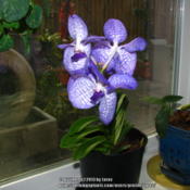 my newest orchid - Vanda coerulea
