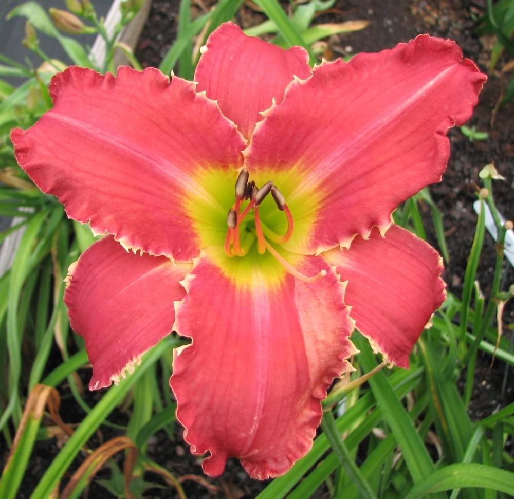 Photo of Daylily (Hemerocallis 'Tradition with a Twist') uploaded by tink3472