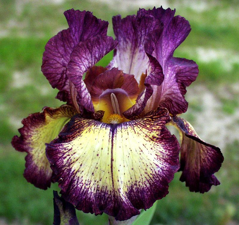 Photo of Tall Bearded Iris (Iris 'Innocent Star') uploaded by Calif_Sue
