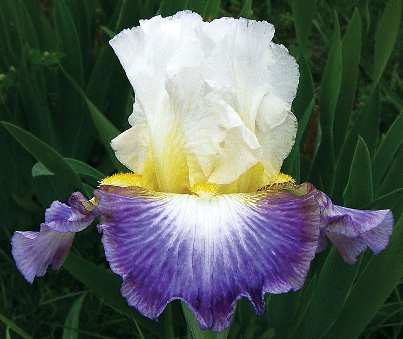 Photo of Tall Bearded Iris (Iris 'Fall Enterprise') uploaded by Calif_Sue