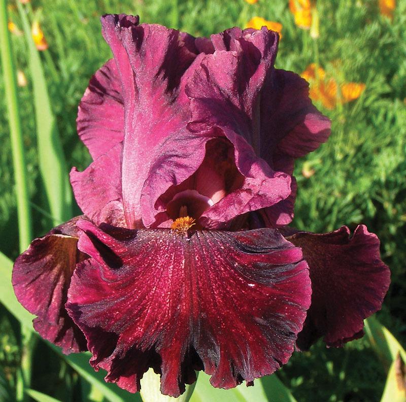 Photo of Tall Bearded Iris (Iris 'Star Surge') uploaded by Calif_Sue