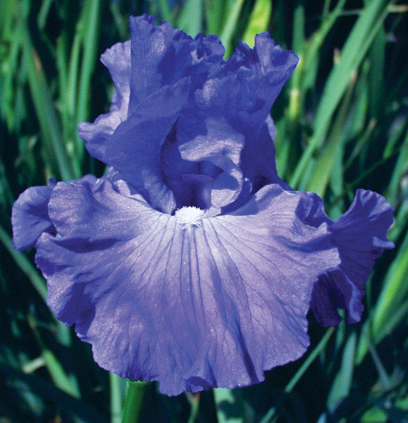Photo of Tall Bearded Iris (Iris 'Thunder Quay') uploaded by Calif_Sue