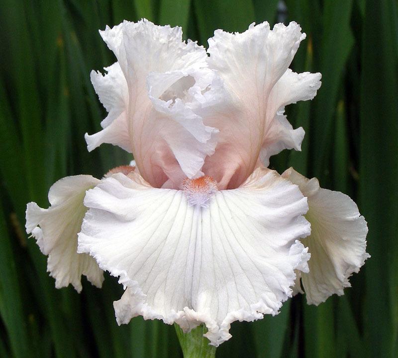 Photo of Tall Bearded Iris (Iris 'Strawberry Frosting') uploaded by Calif_Sue
