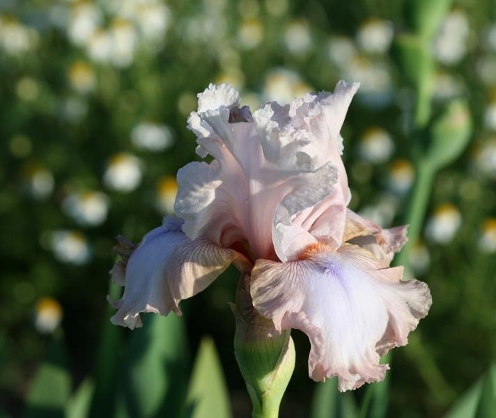 Photo of Tall Bearded Iris (Iris 'Power Point') uploaded by JuliaNY