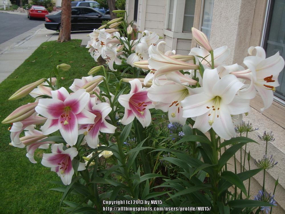 Photo of Lily (Lilium Triumphator) uploaded by NW15