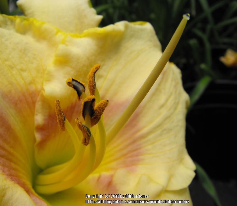 Photo of Daylily (Hemerocallis 'Summer Blush') uploaded by OldGardener