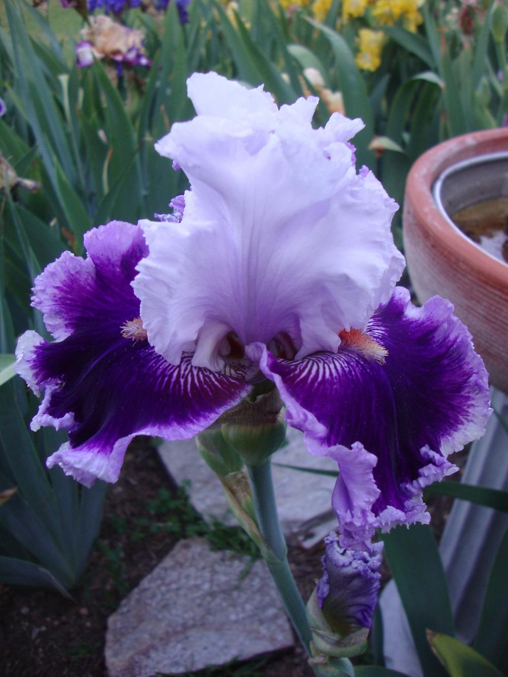 Photo of Tall Bearded Iris (Iris 'Daring Deception') uploaded by Paul2032