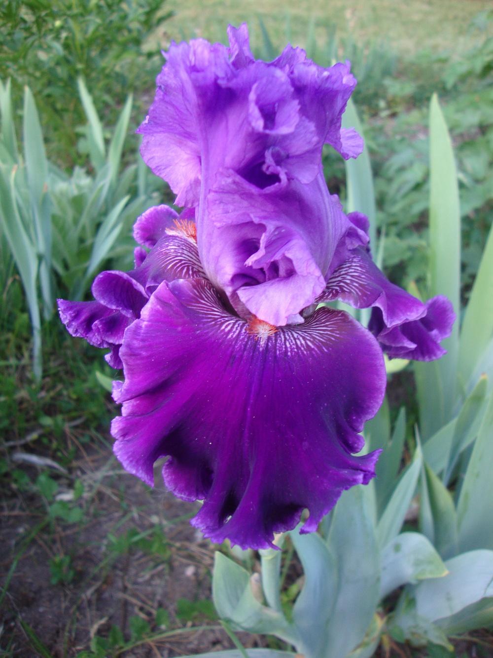 Photo of Tall Bearded Iris (Iris 'Louisa's Song') uploaded by Paul2032