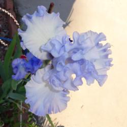 Location: Denver Metro CO
Date: 2013-06-03
Love the cloudy blue of this iris!