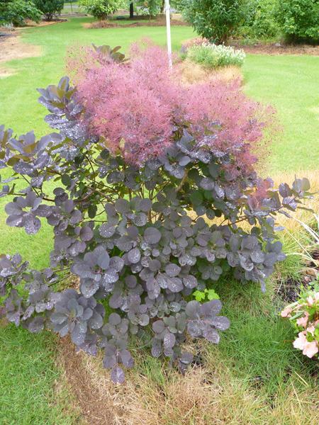 Photo of Purple Smoke Tree (Cotinus coggygria 'Royal Purple') uploaded by fiwit