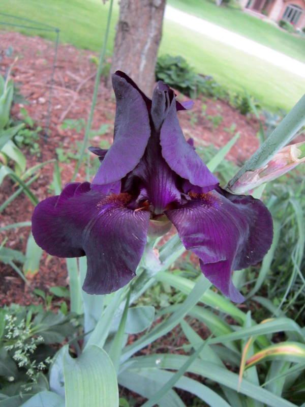 Photo of Tall Bearded Iris (Iris 'Superstition') uploaded by ge1836