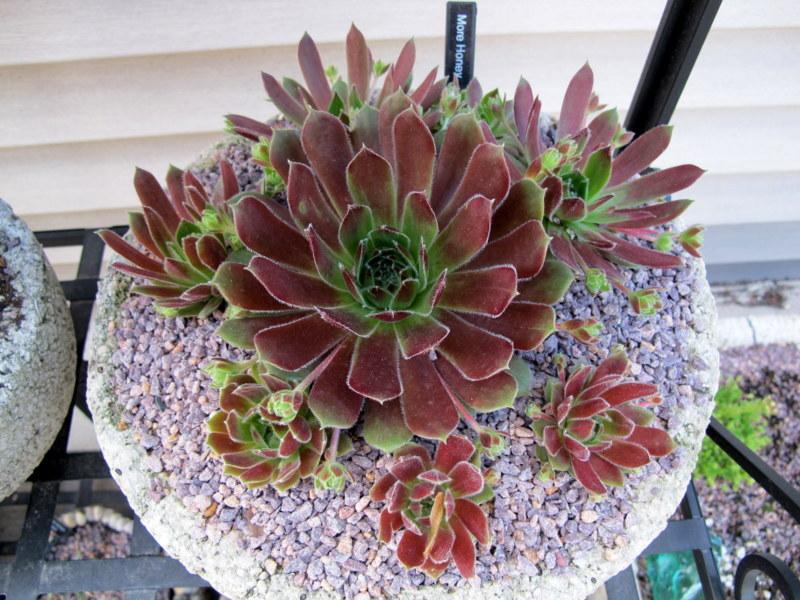 Photo of Hen and chicks (Sempervivum 'More Honey') uploaded by goldfinch4