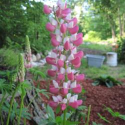 Location: Mason, New Hampshire
Date: June 3, 2013
Our 'Chatelaine' blooming.
