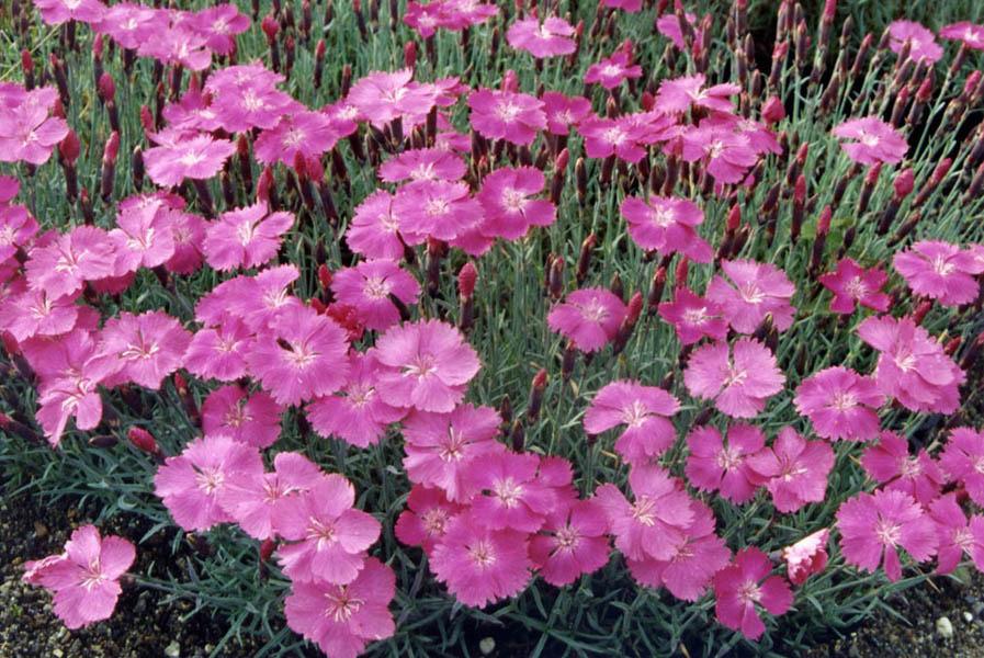 Photo of Cheddar Pink (Dianthus gratianopolitanus) uploaded by robertduval14