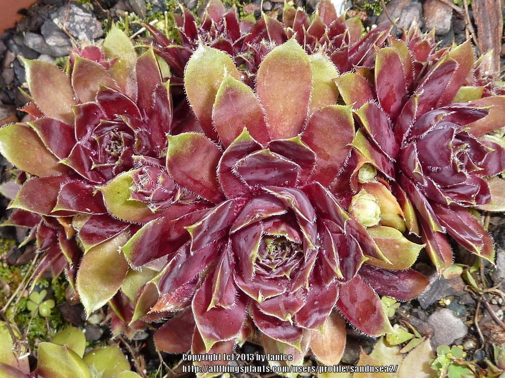 Photo of Hen and Chicks (Sempervivum 'Red Lion') uploaded by sandnsea2