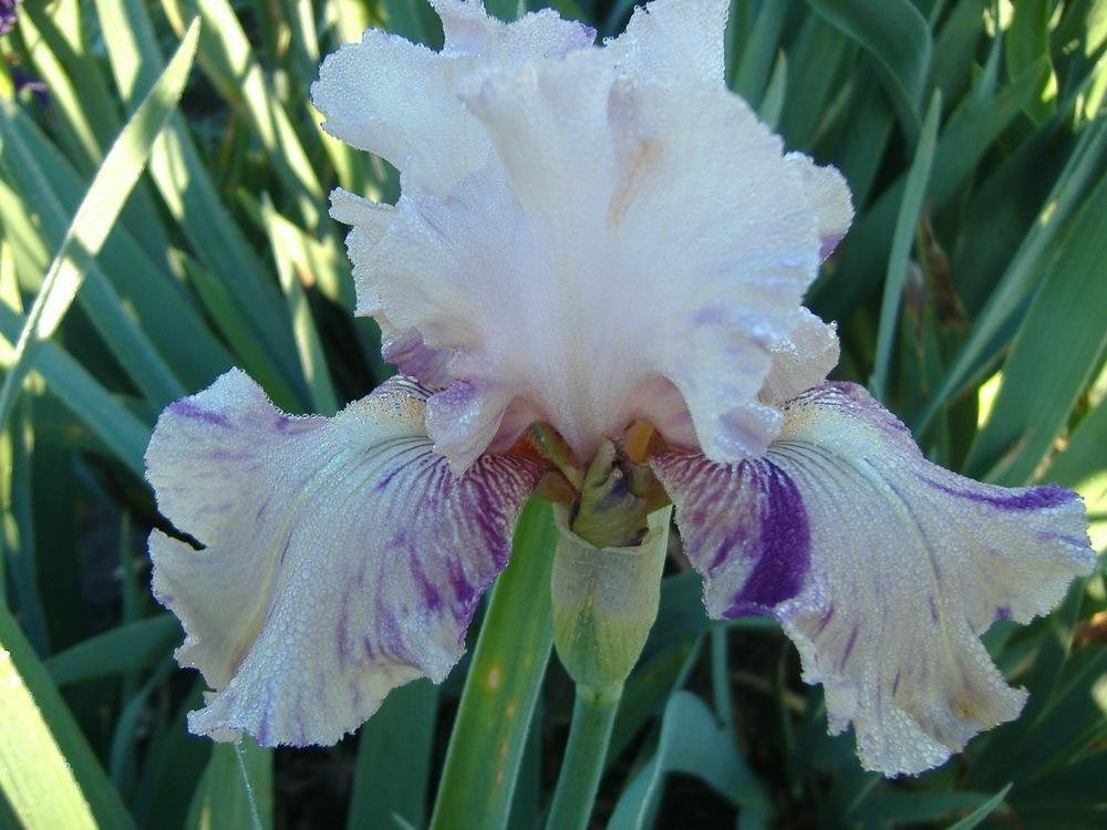 Photo of Border Bearded Iris (Iris 'Raspberry Silk') uploaded by tveguy3