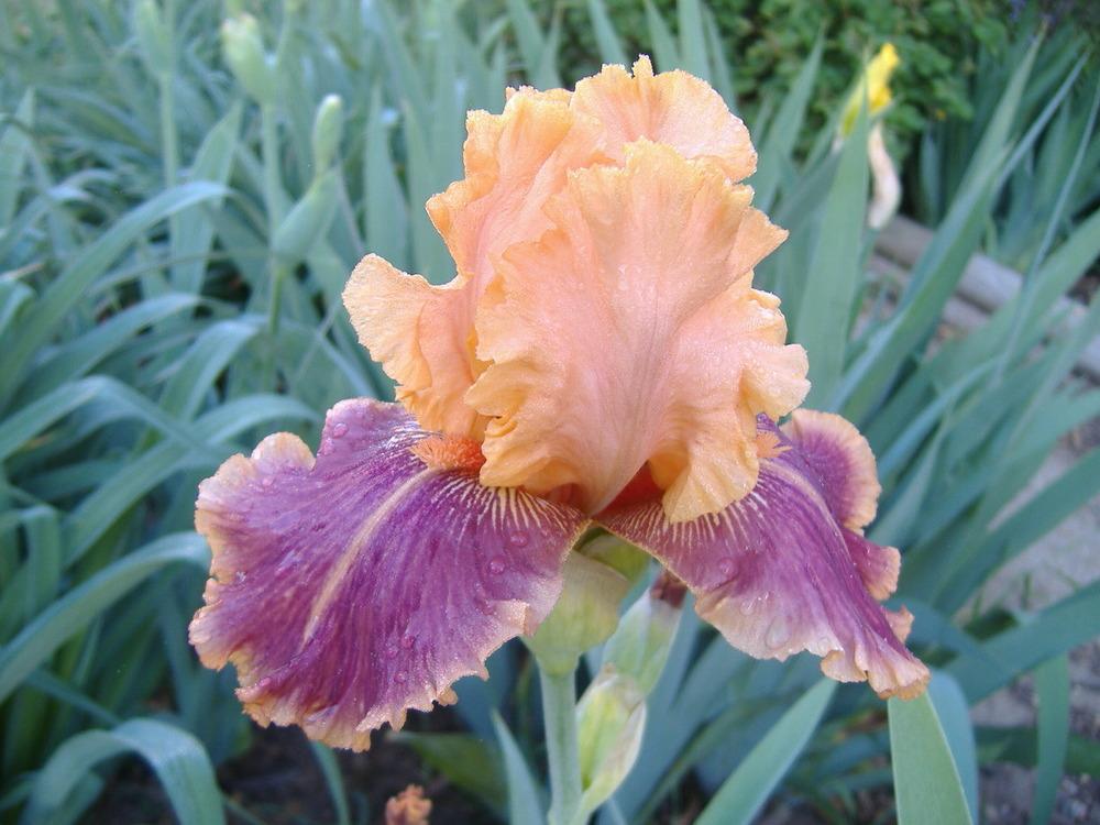 Photo of Tall Bearded Iris (Iris 'Aardvark Lark') uploaded by tveguy3