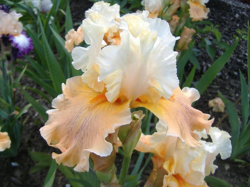 Photo of Tall Bearded Iris (Iris 'Winning Hand') uploaded by tveguy3