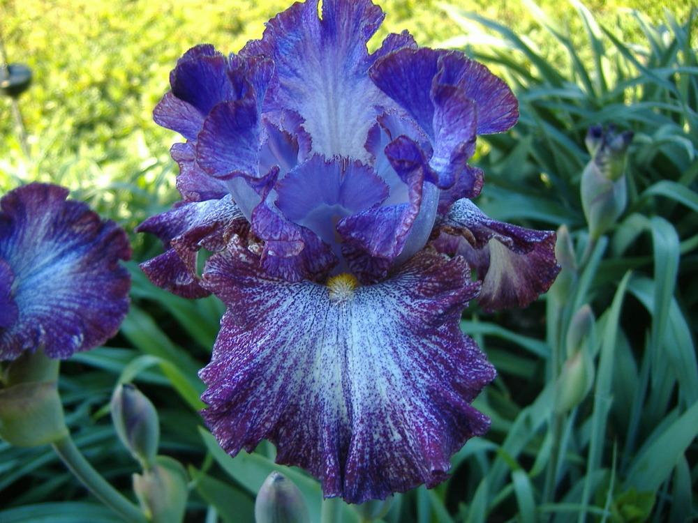 Photo of Tall Bearded Iris (Iris 'Ball of Confusion') uploaded by tveguy3