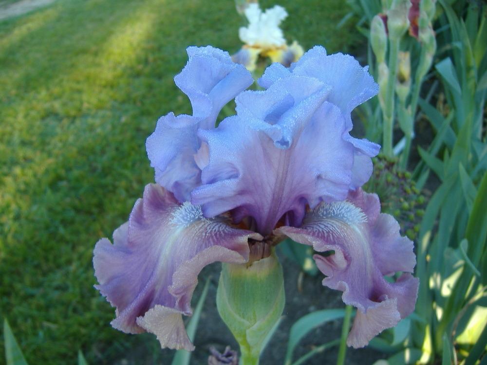 Photo of Tall Bearded Iris (Iris 'New Face') uploaded by tveguy3
