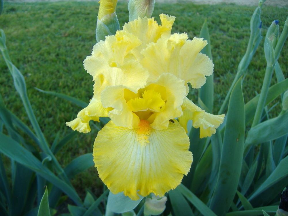 Photo of Tall Bearded Iris (Iris 'Tying Yellow Ribbons') uploaded by tveguy3