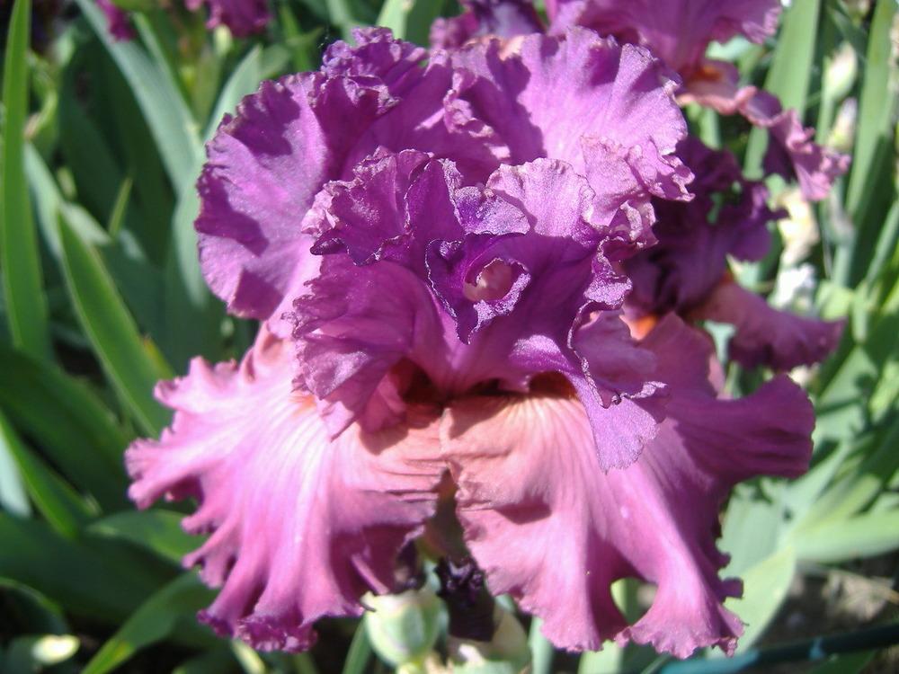 Photo of Tall Bearded Iris (Iris 'Fashionably Late') uploaded by tveguy3