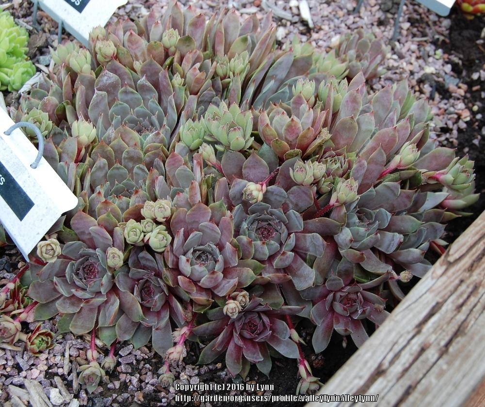Photo of Hen and Chicks (Sempervivum 'Pacific Blue Ice') uploaded by valleylynn