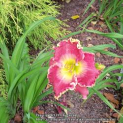 Location: My garden in Southeast Virginia, Zone 8
Date: 2013-06-03
Entire plant