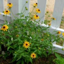 Location: Northeastern, Texas
Date: 2013-05-29
Flowering plant