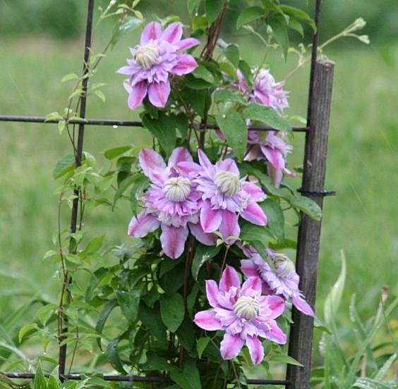 Photo of Clematis Josephine™ uploaded by JuliaNY