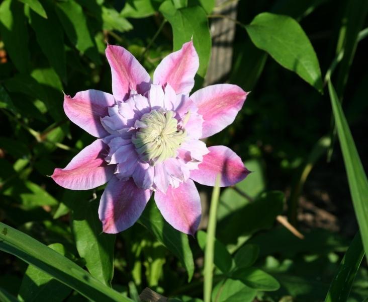 Photo of Clematis Josephine™ uploaded by JuliaNY