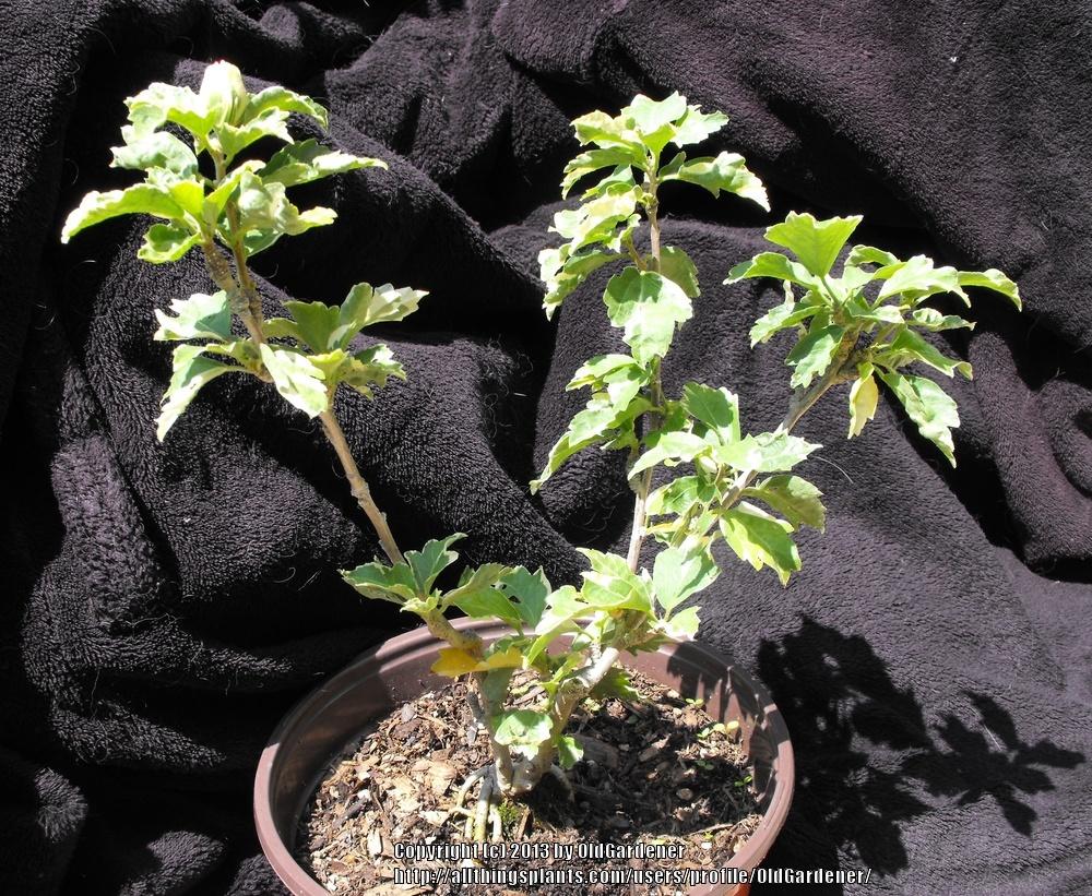 Photo of Rose Of Sharon (Hibiscus syriacus Sugar Tip®) uploaded by OldGardener