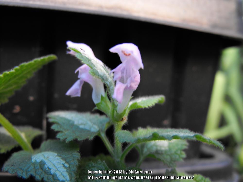 Photo of Spotted Dead Nettle (Lamium maculatum 'Shell Pink') uploaded by OldGardener