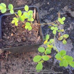 Location: Hidden Hills CA zone 10b
Date: 2013-06-03
6 month old seedling