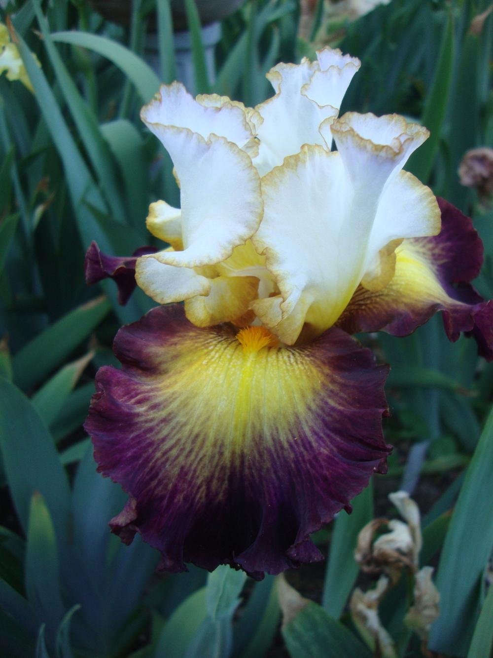 Photo of Tall Bearded Iris (Iris 'Superhero') uploaded by Paul2032