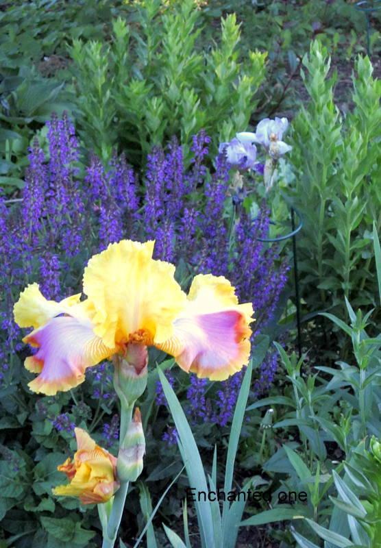 Photo of Tall Bearded Iris (Iris 'Enchanted One') uploaded by ge1836
