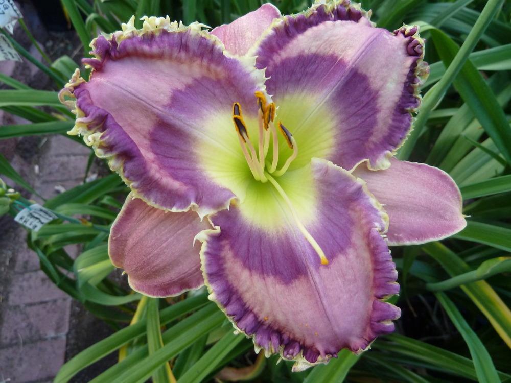 Photo of Daylily (Hemerocallis 'God Save the Queen') uploaded by lyle627