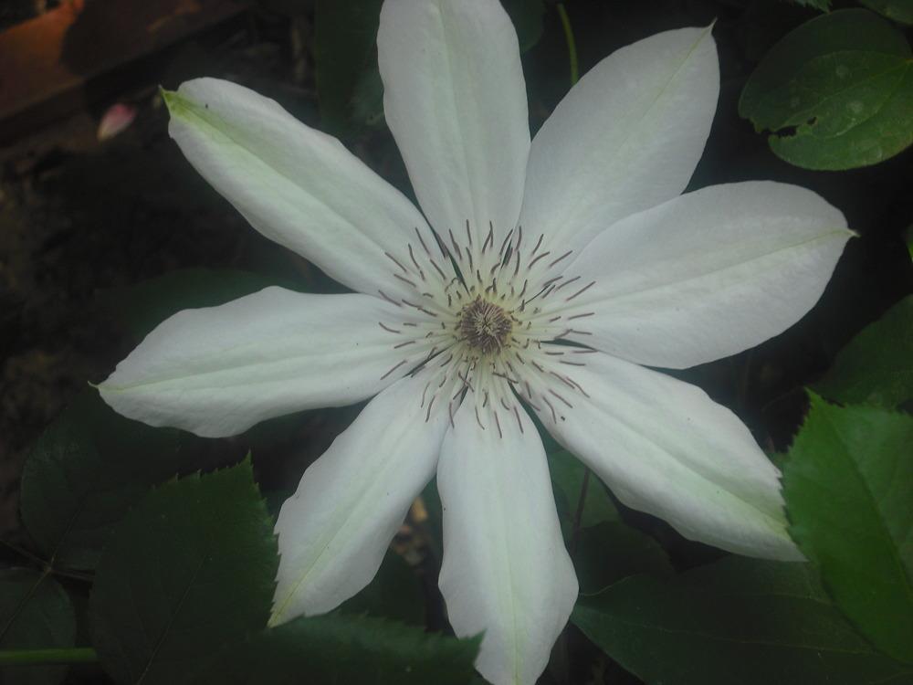 Photo of Clematis 'Snow Queen' uploaded by pcput