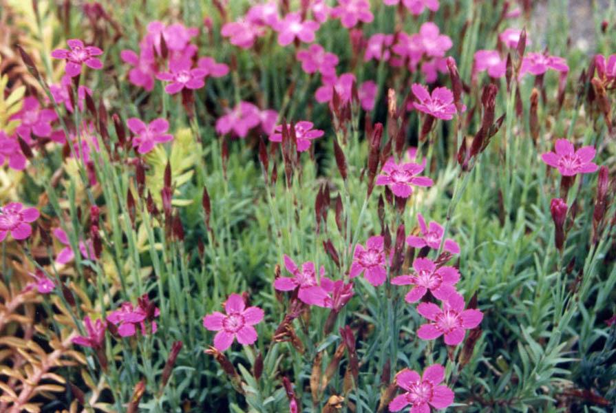 Photo of Dianthus uploaded by robertduval14