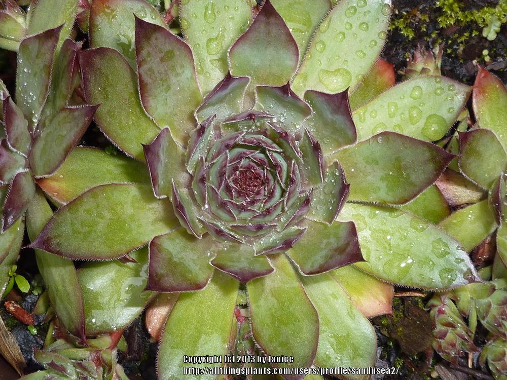 Photo of Hen and Chicks (Sempervivum 'Gipsy') uploaded by sandnsea2