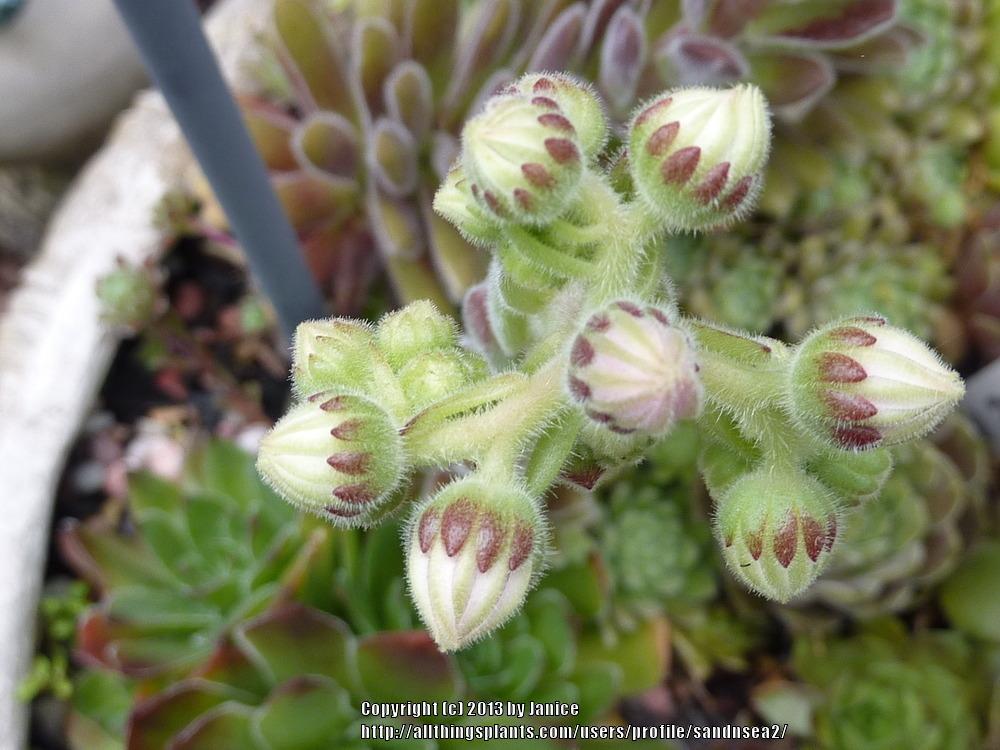 Photo of Hen and Chicks (Sempervivum 'Pacific Zoftic') uploaded by sandnsea2