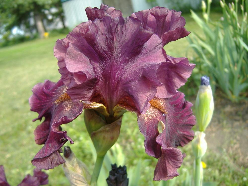 Photo of Tall Bearded Iris (Iris 'Star Surge') uploaded by tveguy3