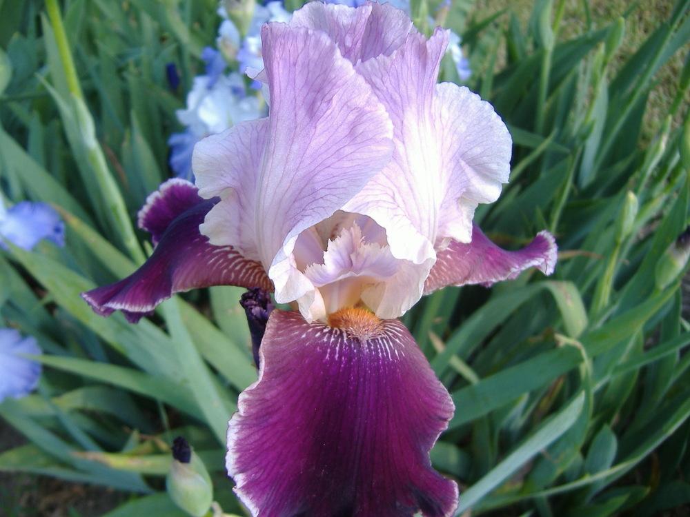 Photo of Tall Bearded Iris (Iris 'Latin Lover') uploaded by tveguy3